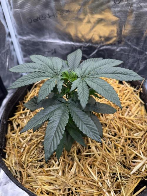Tiki Madman Apples n Bananas BX. Week 6