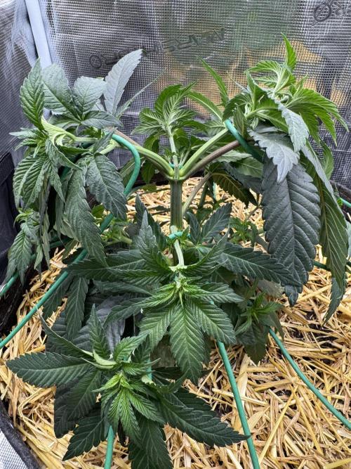 Tiki Madman Apples n Bananas BX. Week 7