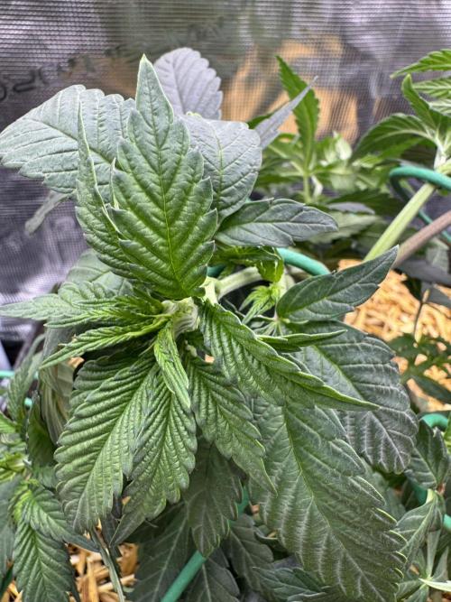 Tiki Madman Apples n Bananas BX. Week 7