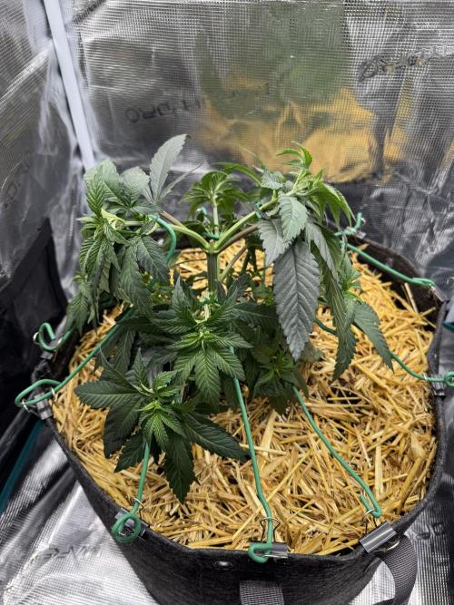Apples n Bananas BX. Week 7