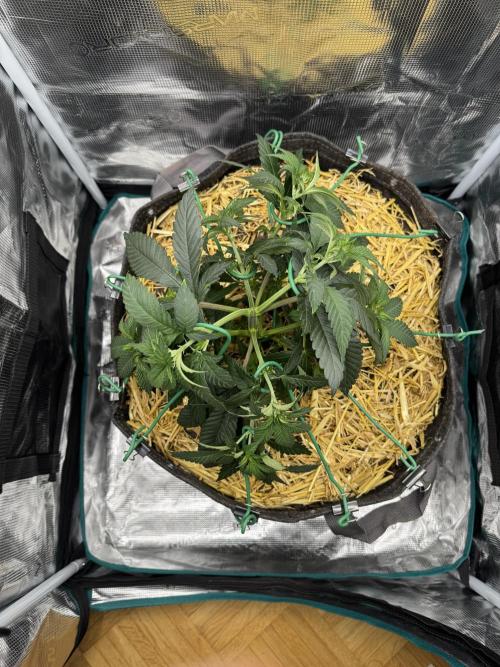 Tiki Madman Apples n Bananas BX. Week 7