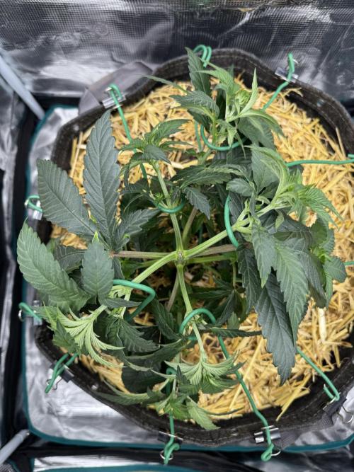 Apples n Bananas BX. Week 7