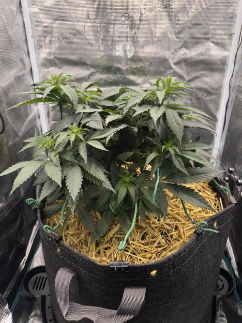 Apples n Bananas BX. Week 8