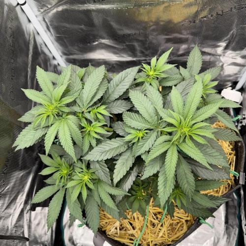 Apples n Bananas BX. Week 8