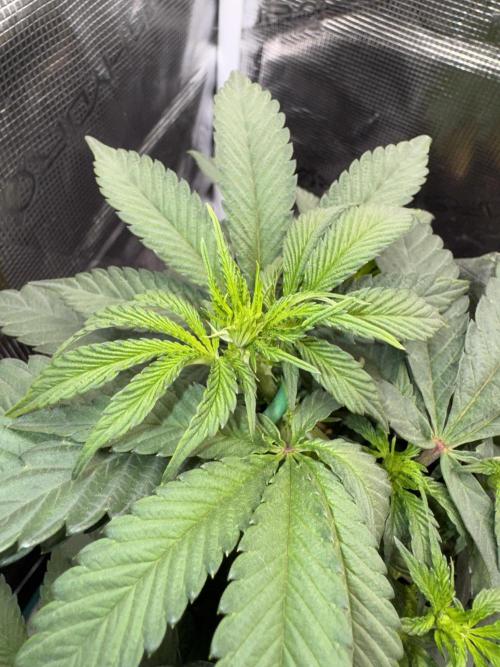 Apples n Bananas BX. Week 8