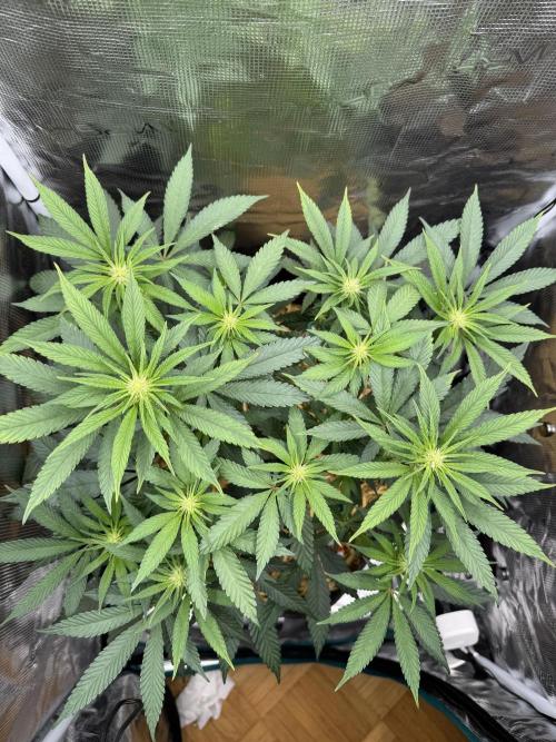 Tiki Madman Apples n Bananas BX. Week 9
