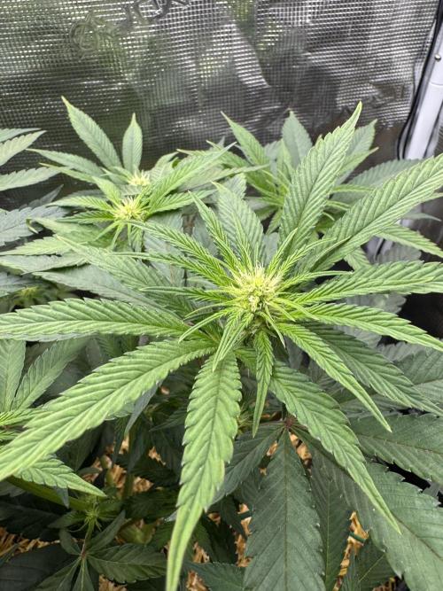 Tiki Madman Apples n Bananas BX. Week 9