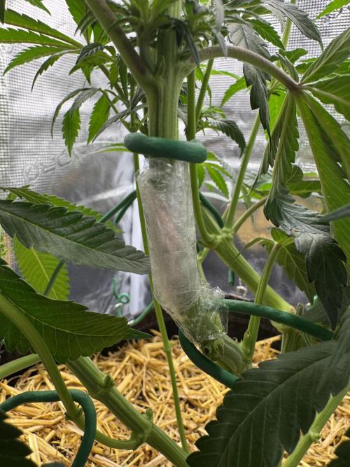 Apples n Bananas BX. Week 9