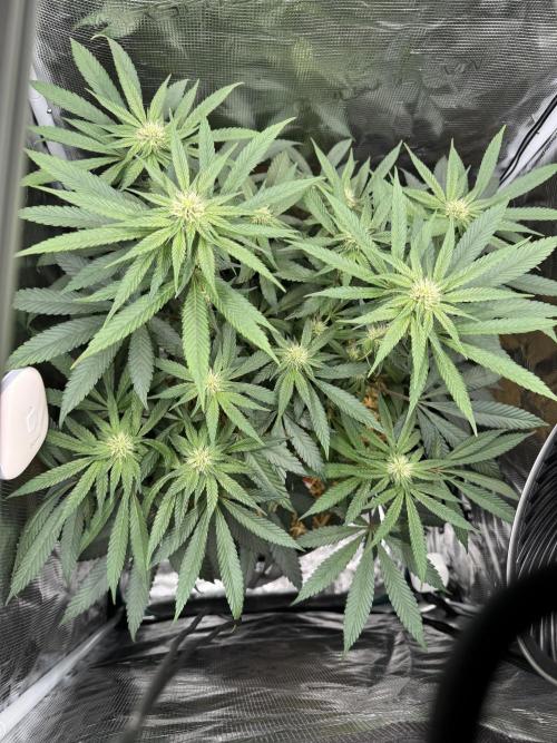 Tiki Madman Apples n Bananas BX. Week 10