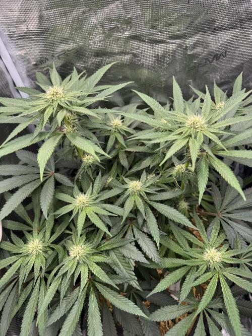 Tiki Madman Apples n Bananas BX. Week 10