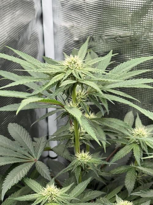 Tiki Madman Apples n Bananas BX. Week 10