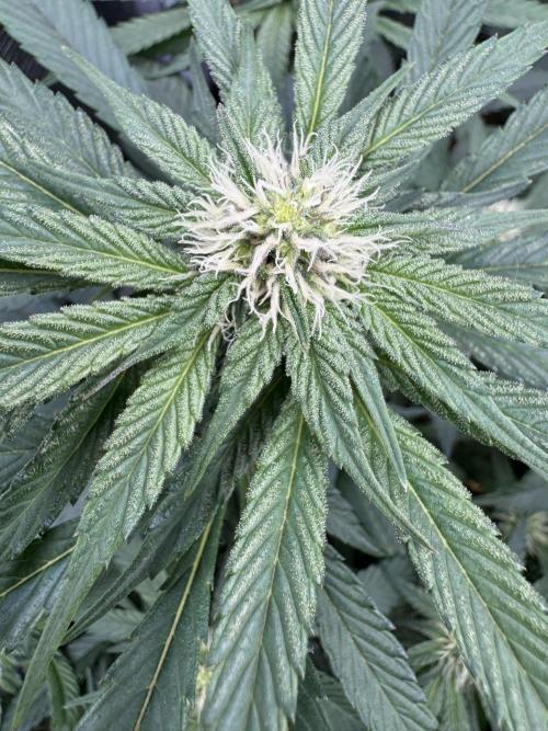 Apples n Bananas BX. Week 10