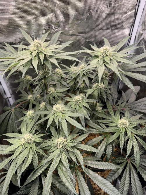 Tiki Madman Apples n Bananas BX. Week 11