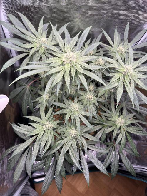 Tiki Madman Apples n Bananas BX. Week 11