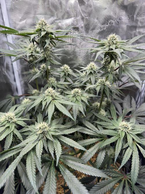 Tiki Madman Apples n Bananas BX. Week 11