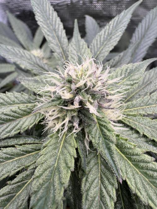 Apples n Bananas BX. Week 11