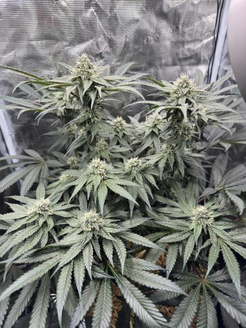 Tiki Madman Apples n Bananas BX. Week 12