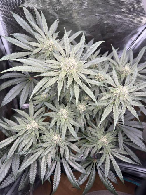 Tiki Madman Apples n Bananas BX. Week 12