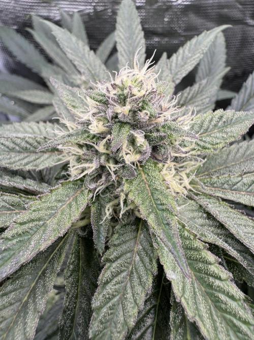 Apples n Bananas BX. Week 12