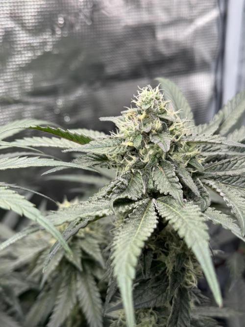 Tiki Madman Apples n Bananas BX. Week 13