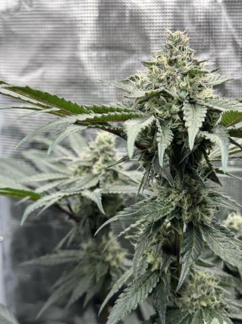 Tiki Madman Apples n Bananas BX. Week 13