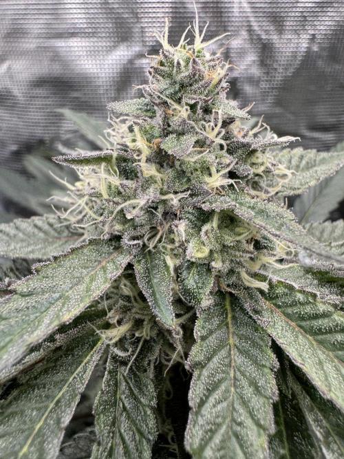 Tiki Madman Apples n Bananas BX. Week 13