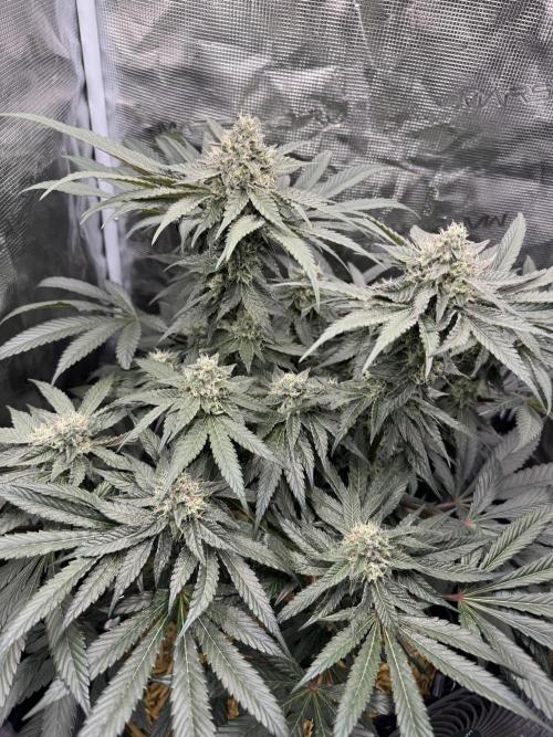 Tiki Madman Apples n Bananas BX. Week 13
