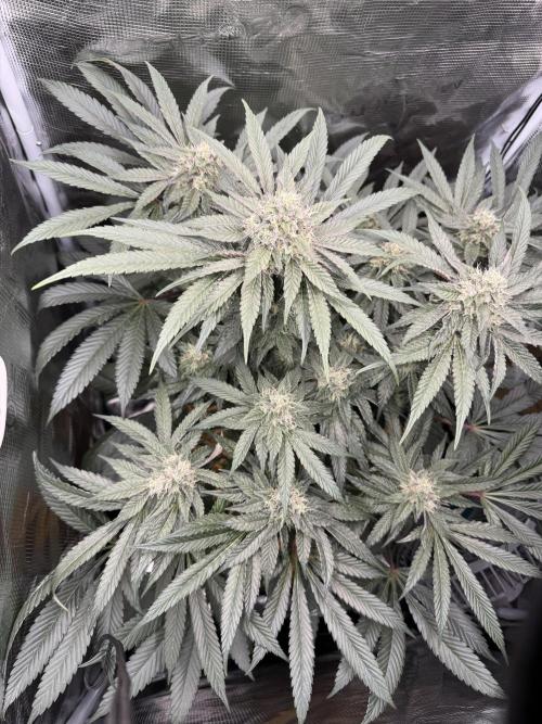 Apples n Bananas BX. Week 13