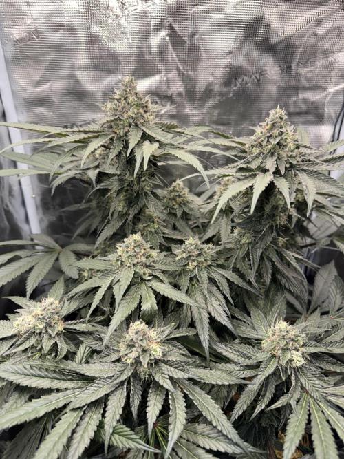 Tiki Madman Apples n Bananas BX. Week 14