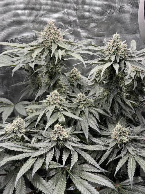 Tiki Madman Apples n Bananas BX. Week 14