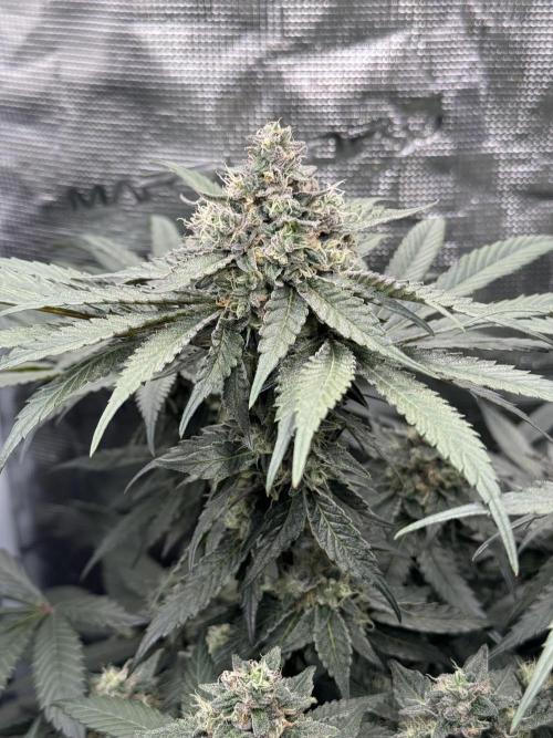 Tiki Madman Apples n Bananas BX. Week 14