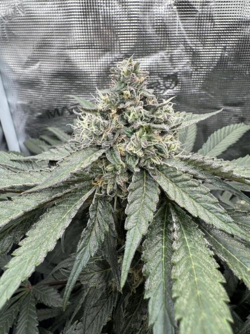 Tiki Madman Apples n Bananas BX. Week 14