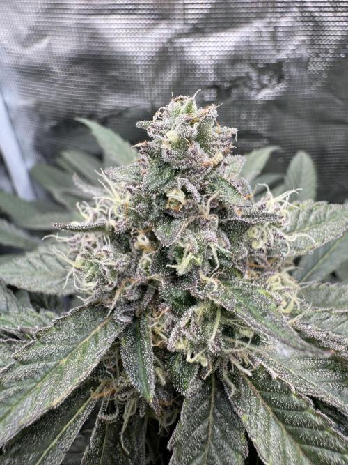 Tiki Madman Apples n Bananas BX. Week 14