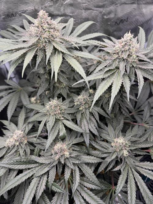 Apples n Bananas BX. Week 14