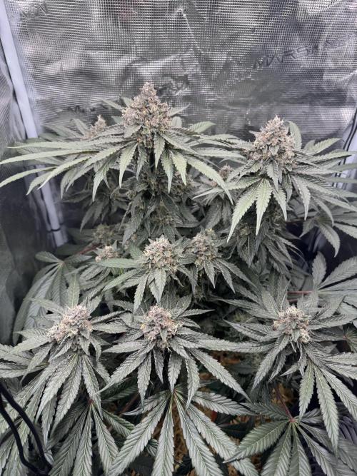 Tiki Madman Apples n Bananas BX. Week 15