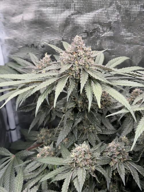 Tiki Madman Apples n Bananas BX. Week 15