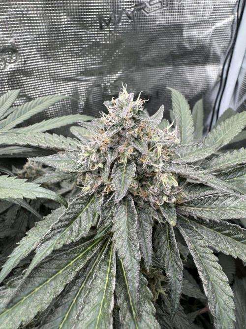 Tiki Madman Apples n Bananas BX. Week 15