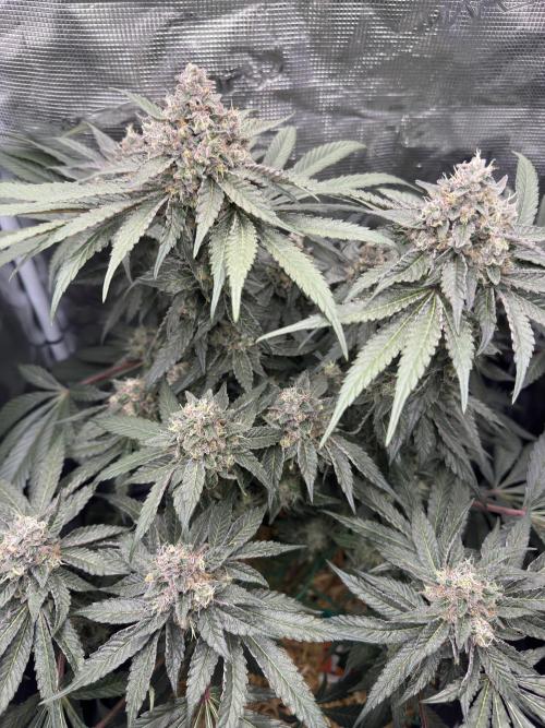 Apples n Bananas BX. Week 15