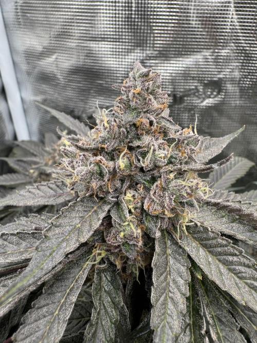 Tiki Madman Apples n Bananas BX. Week 16