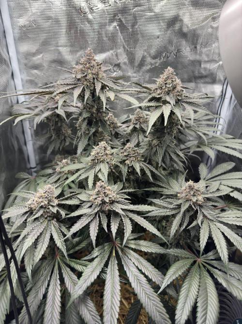Tiki Madman Apples n Bananas BX. Week 16