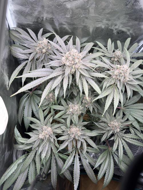 Tiki Madman Apples n Bananas BX. Week 16