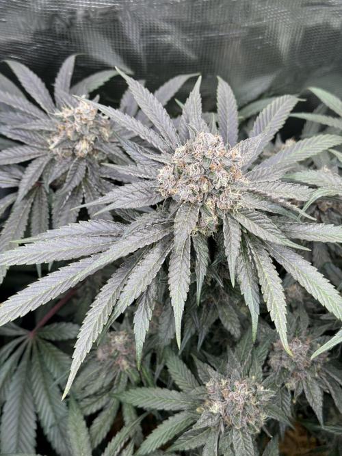 Tiki Madman Apples n Bananas BX. Week 16