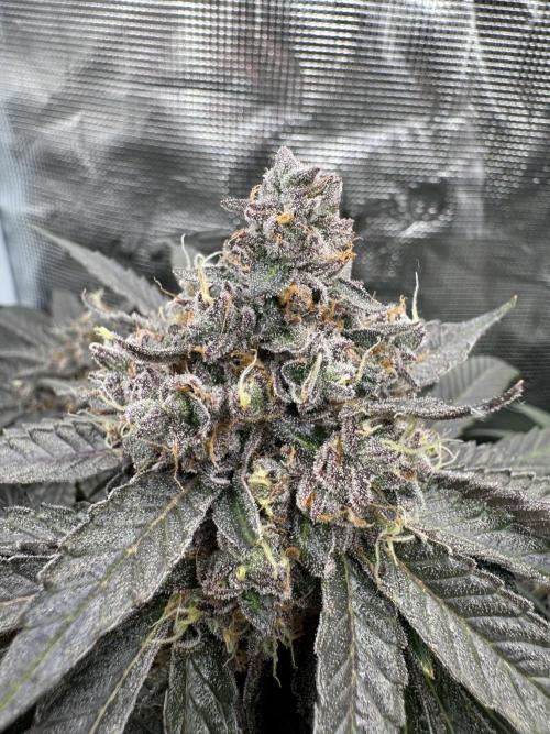Tiki Madman Apples n Bananas BX. Week 16