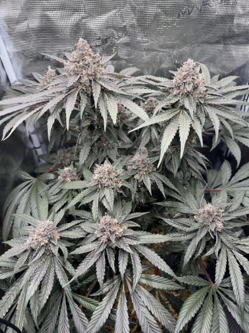 Tiki Madman Apples n Bananas BX. Week 16