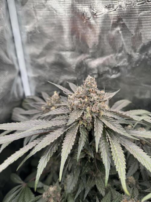Tiki Madman Apples n Bananas BX. Week 16