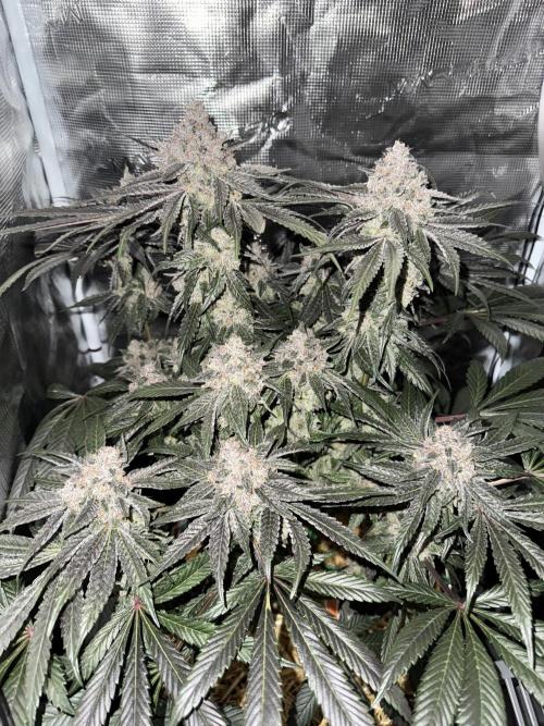 Tiki Madman Apples n Bananas BX. Week 17