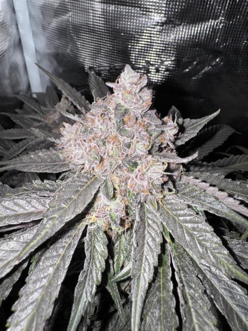 Tiki Madman Apples n Bananas BX. Week 17