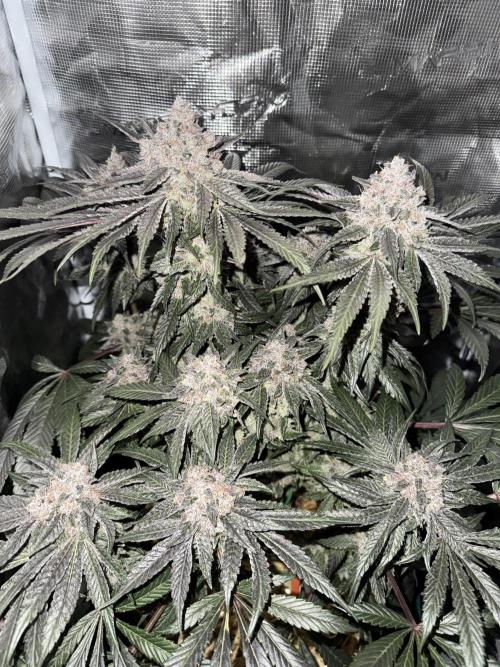 Tiki Madman Apples n Bananas BX. Week 17