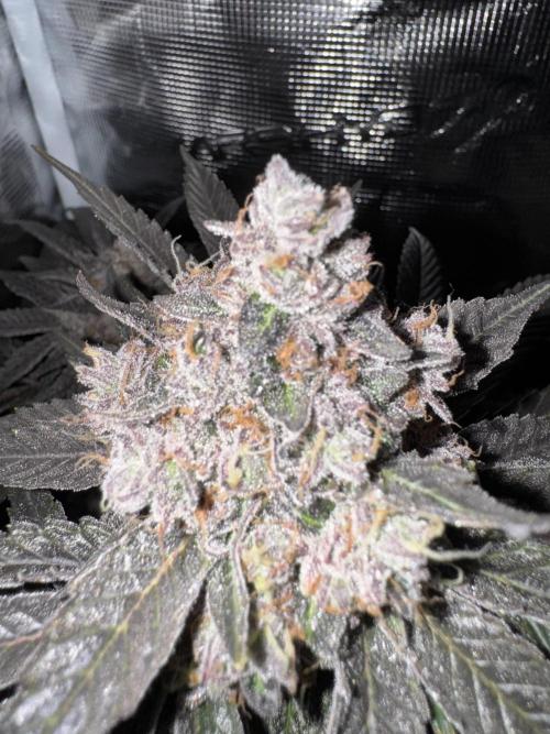Tiki Madman Apples n Bananas BX. Week 17
