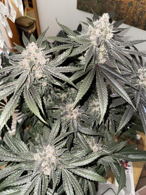 Tiki Madman Apples n Bananas BX. Week 17